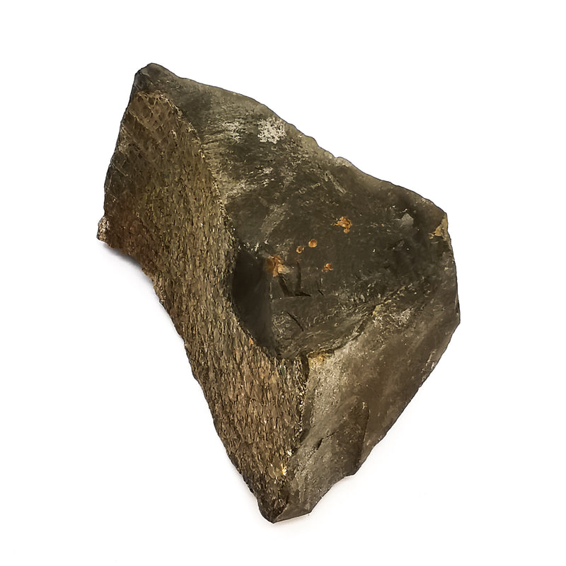 菊石 - 化石标本