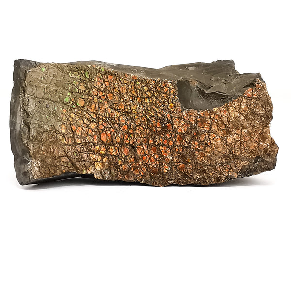 Pierre décorative - Menhir Fossil rare