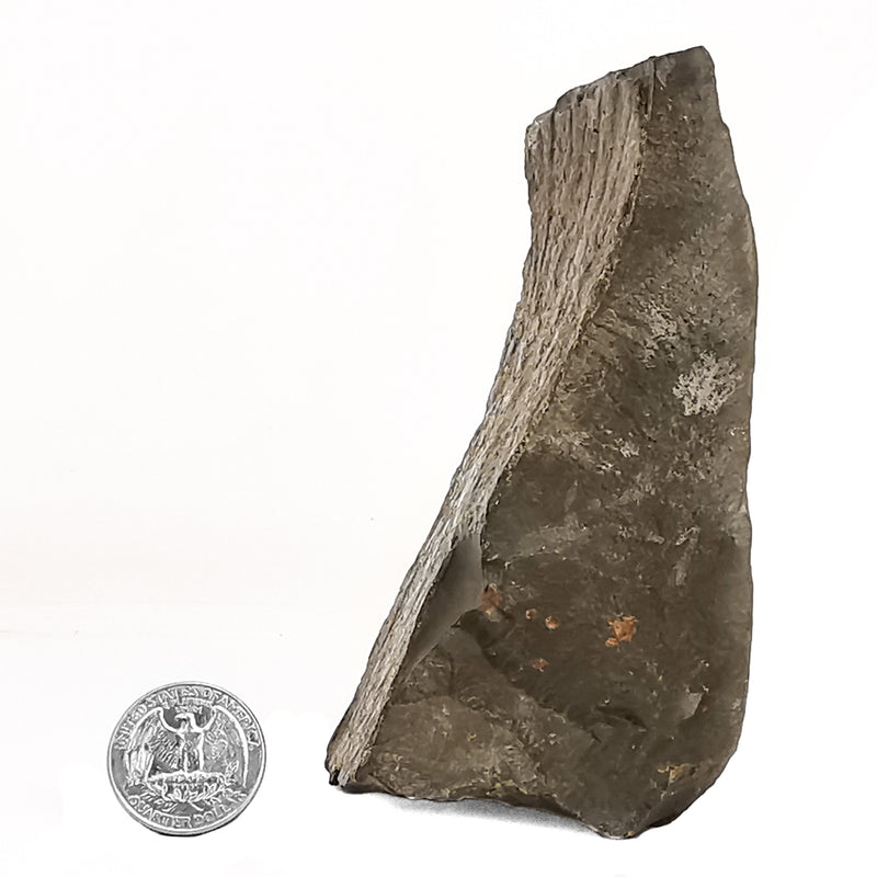 菊石 - 化石标本