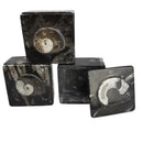 Ammonite - Container - Fossil