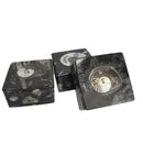 Ammonite - Container - Fossil