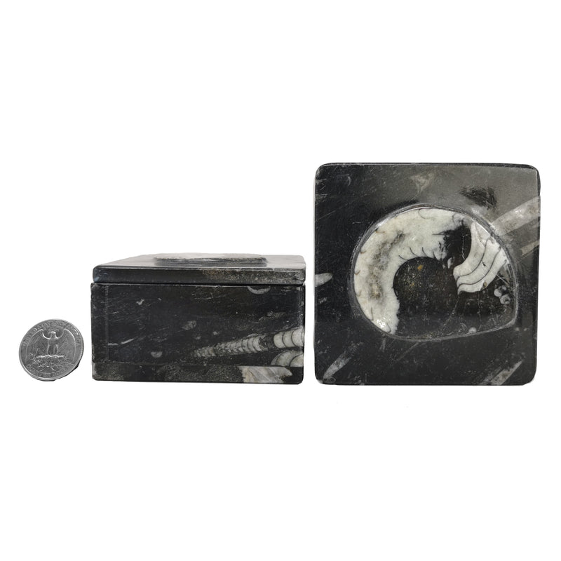 Ammonite - Container - Fossil