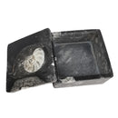 Ammonite - Container - Fossil