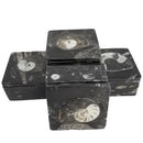 Ammonite - Container - Fossil