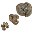 虹彩菊石 - 化石