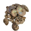 虹彩菊石 - 化石