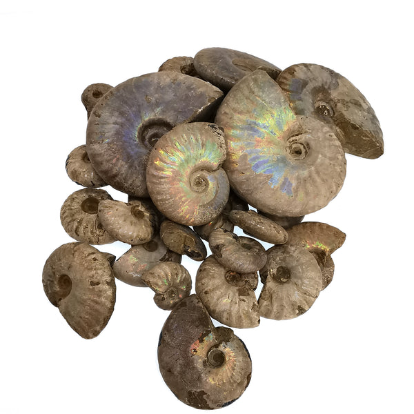 Iridescent Ammonites - Fossil