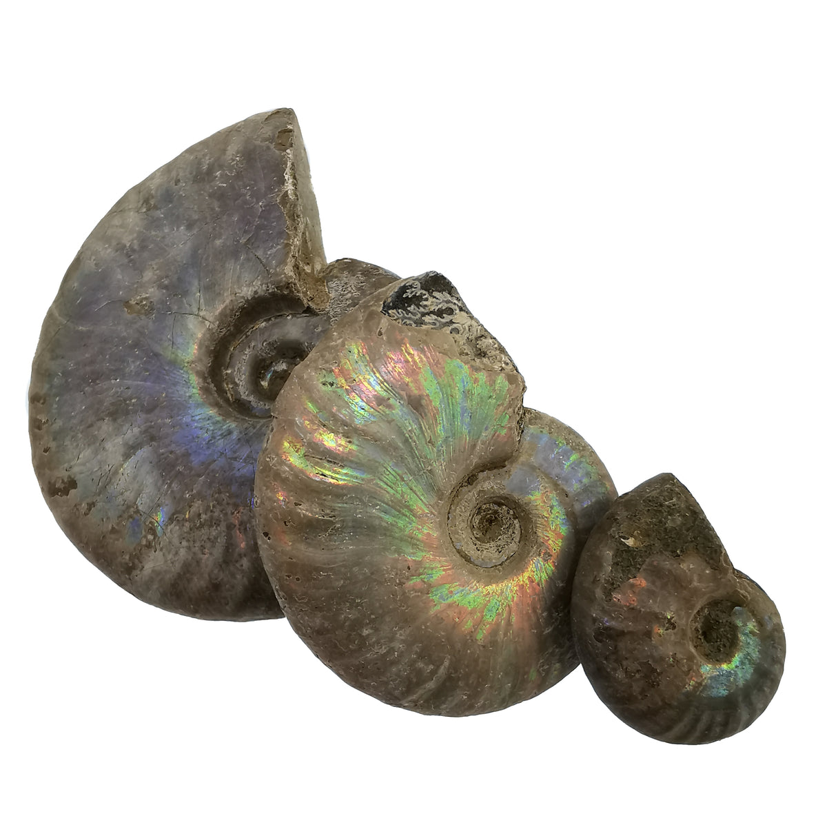 Iridescent Ammonites Fossil