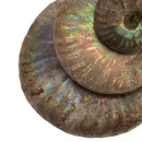 虹彩菊石 - 化石