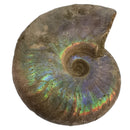 虹彩菊石 - 化石