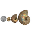 虹彩菊石 - 化石