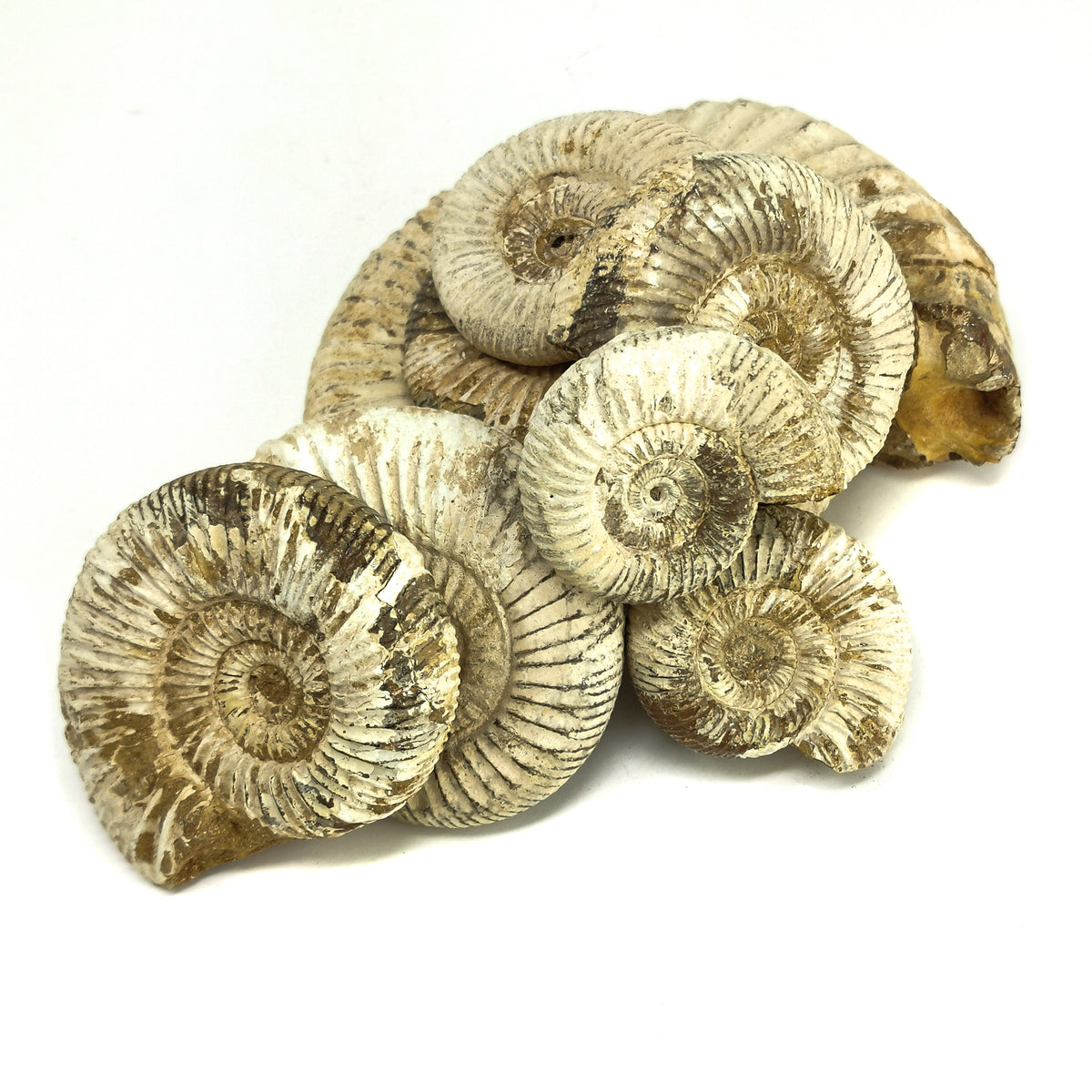 Perisphinctes Ammonite fossil from Madagascar.