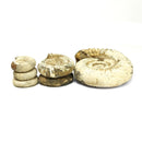 圍括約肌菊石 - 化石