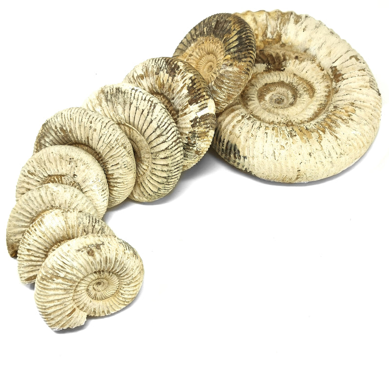 Perisphinctes Ammonite - Fossil