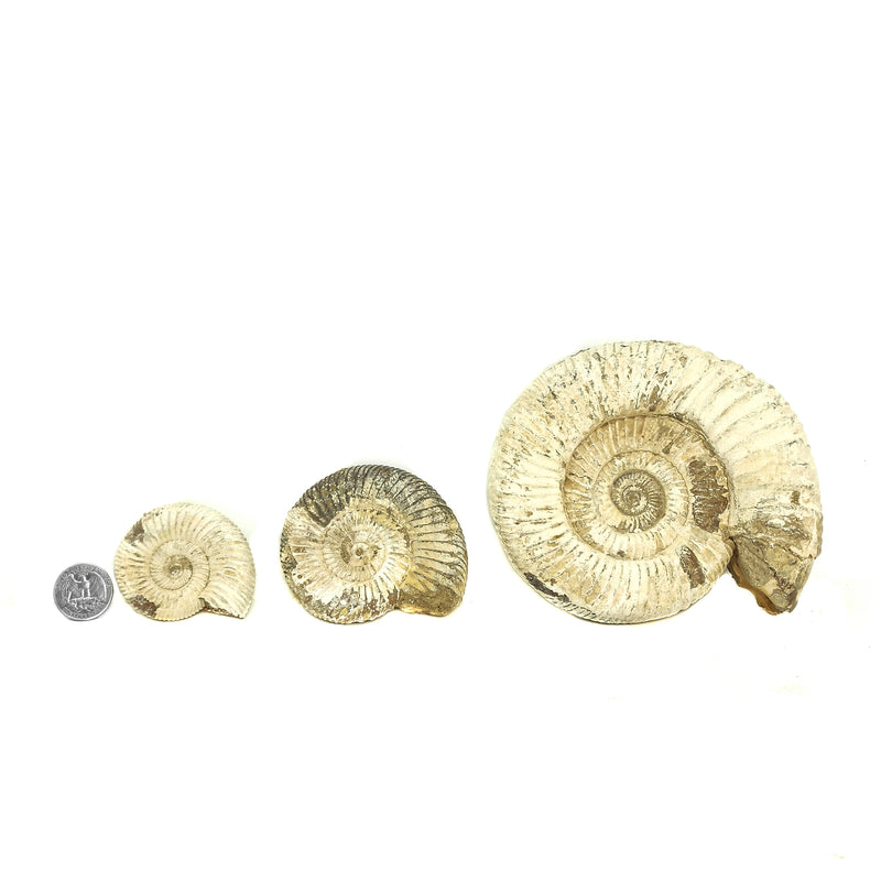 Perisphinctes Ammonite - Fossil