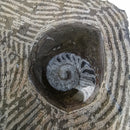 菊石和正角兽组合斑块 - 化石