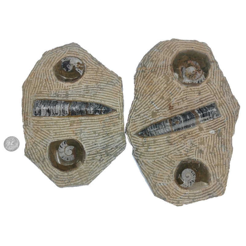 菊石和正角獸組合斑塊 - 化石