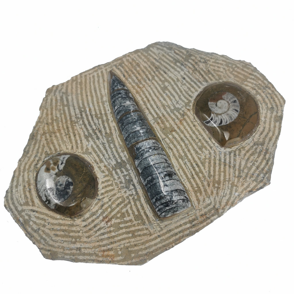 Ammonite and Orthoceras Combination Plaque fossil from Morocco.