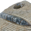 菊石和正角兽组合斑块 - 化石