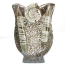 Ammonite & Orthoceras - Fossil