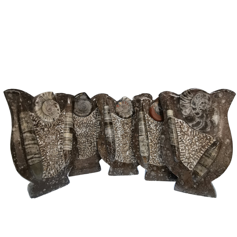 菊石和正角兽 - 化石