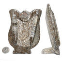 Ammonite & Orthoceras - Fossil