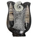 Ammonite & Orthoceras - Fossil