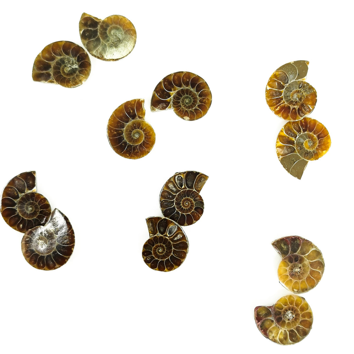 Ammonite Slices pair fossil.