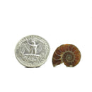 菊石切片 - 一对 - 化石