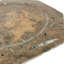 菊石和正角龙 - 八角形盘 - 化石