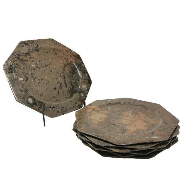 菊石和正角龍 - 八角形盤 - 化石