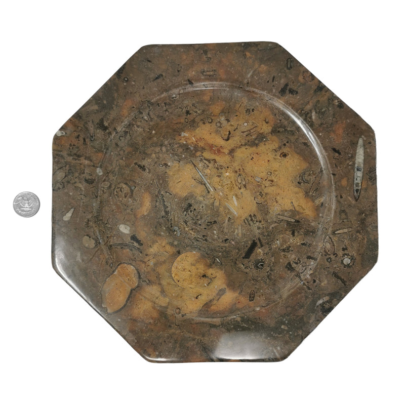 Ammonite & Orthoceras - Octagon Dish - Fossil