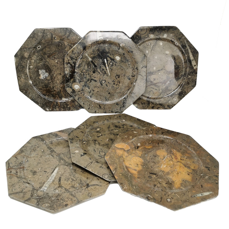 Ammonite & Orthoceras - Octagon Dish - Fossil