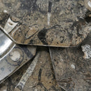 菊石和正角龙 - 八角形盘 - 化石