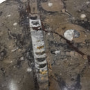 菊石和正角龙 - 八角形盘 - 化石