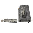 康涅狄格州米德尔敦近龙（一对）- 标本