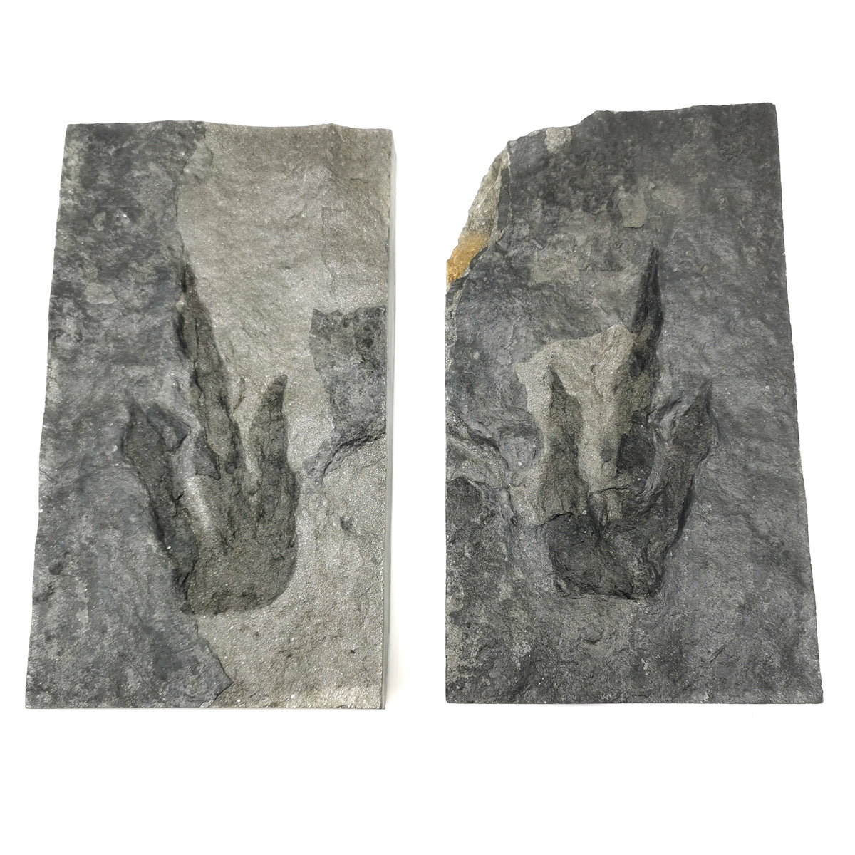 Anchisauripus dinosaur footprint pair fossil specimen from Middletown, Connecticut, USA, Portland Formation, Early Jurassic.