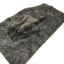 康涅狄格州米德尔敦近龙（一对）- 标本