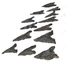 鳥點（正品）- 箭頭