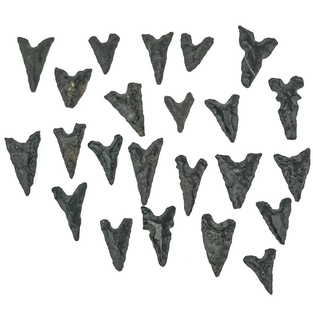 Bird Point (Authentic) arrowhead from Algeria.
