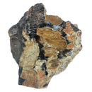 Assorted Petrified Wood - Medium Grade - Rough