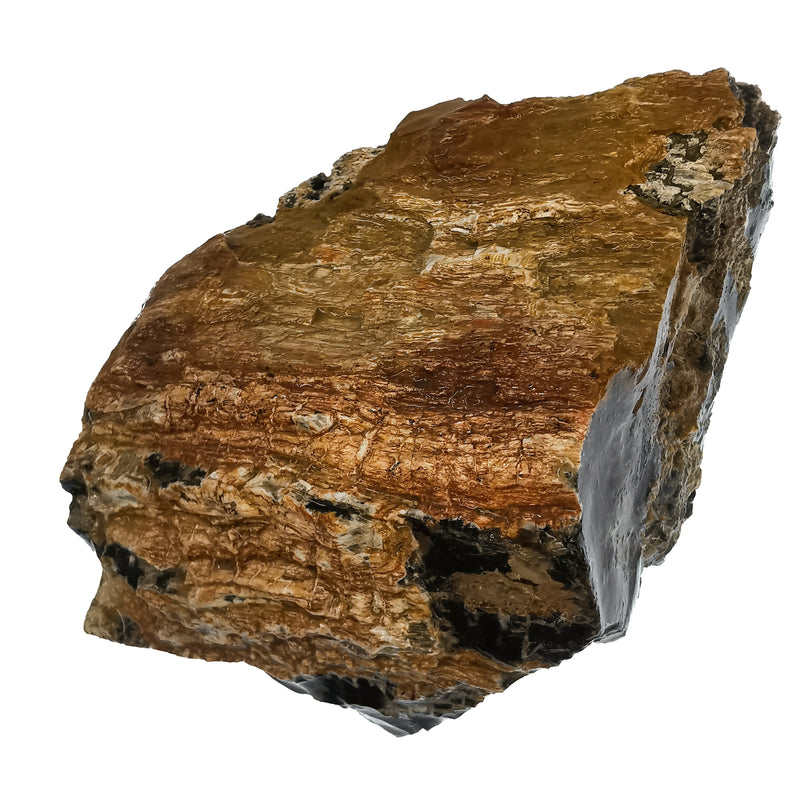 Assorted Petrified Wood - Medium Grade - Rough