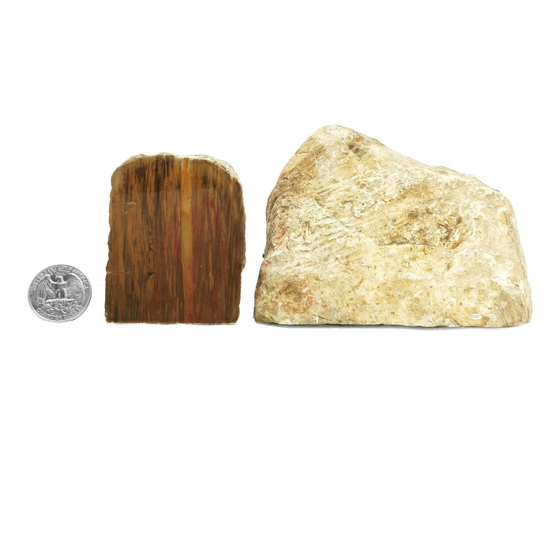澳洲木化石 - 粗糙