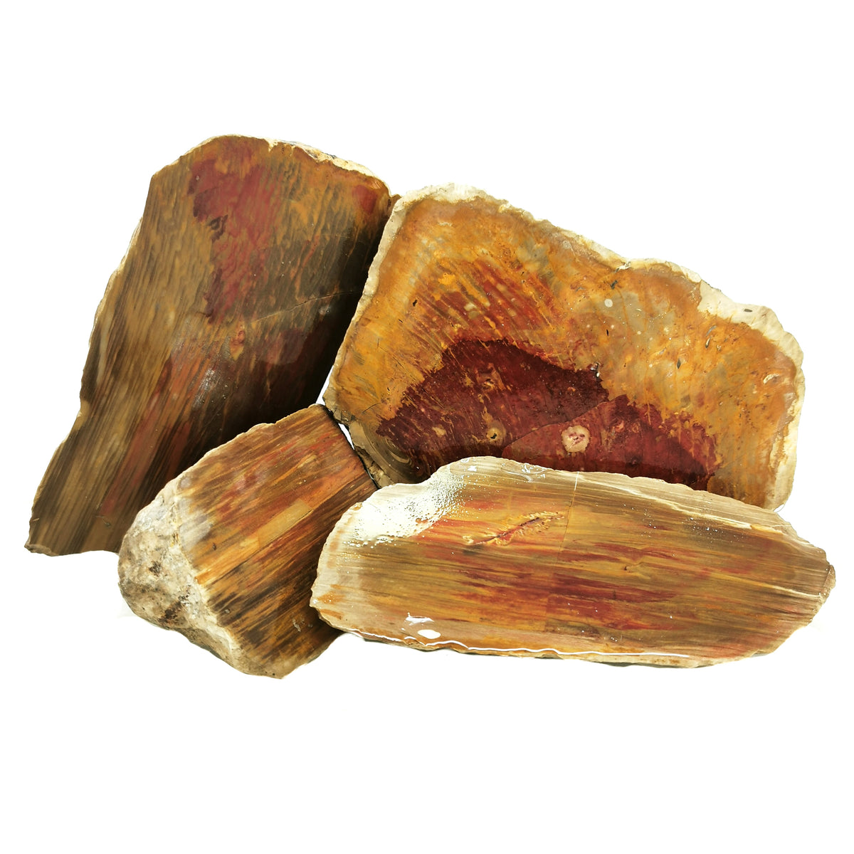 Australian Fossilized Wood rough from Australia.
