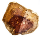 Australian Fossilized Wood - Rough