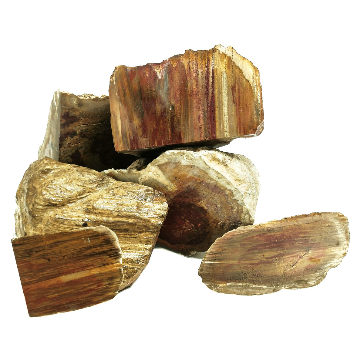 Australian Fossilized Wood rough from Australia.