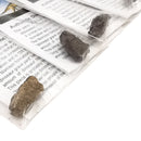 Dinosaur Bone - Fossil