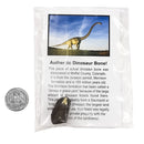 Dinosaur Bone - Fossil