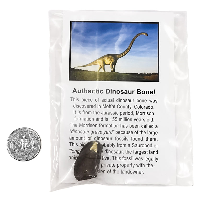 Dinosaur Bone Fossil