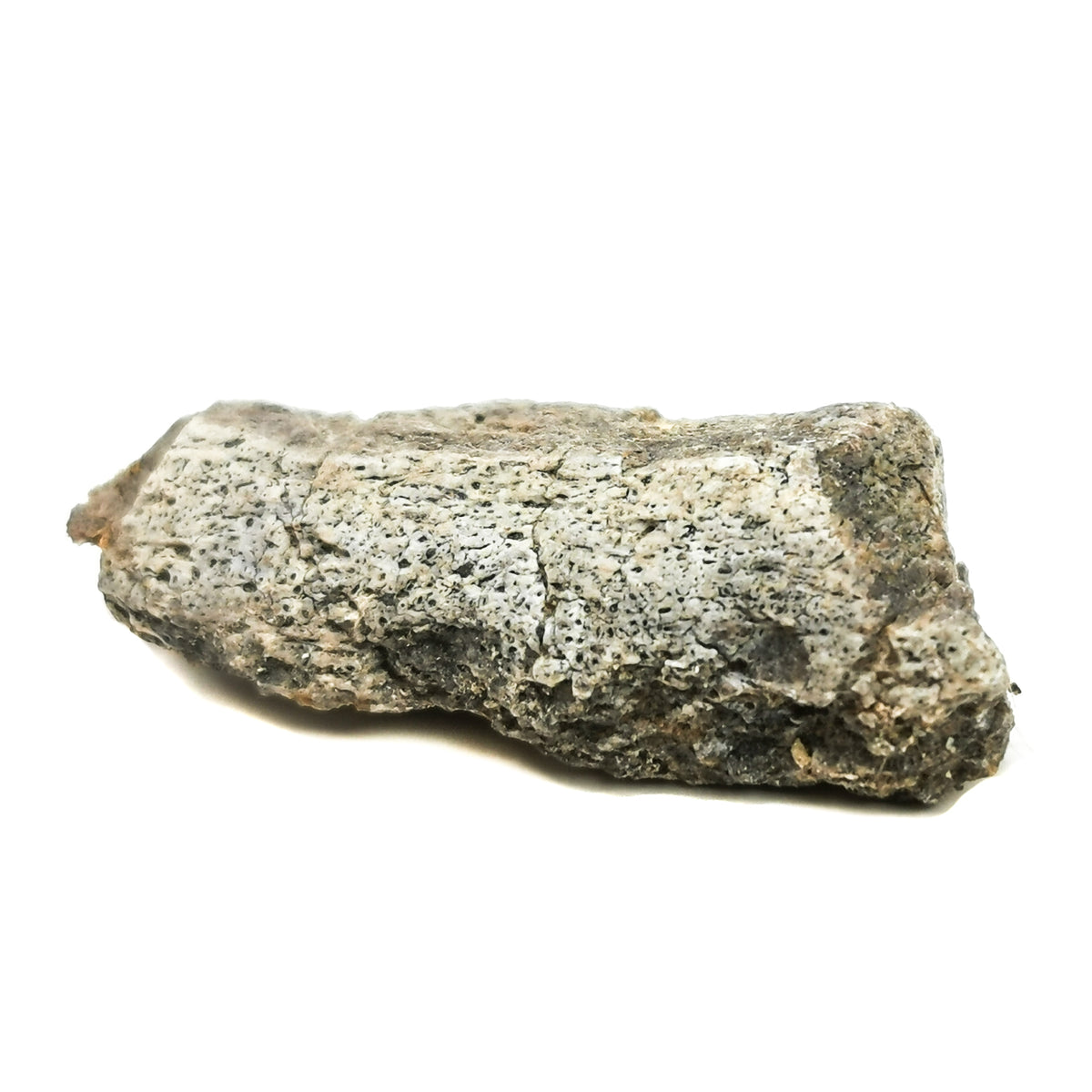 Dinosaur Bone fossil from Moffat County, Colorado, USA.